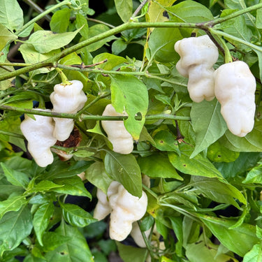 Banestrain White - Seeds - The Pepper Pantry (Formerly Marie Sharp's)